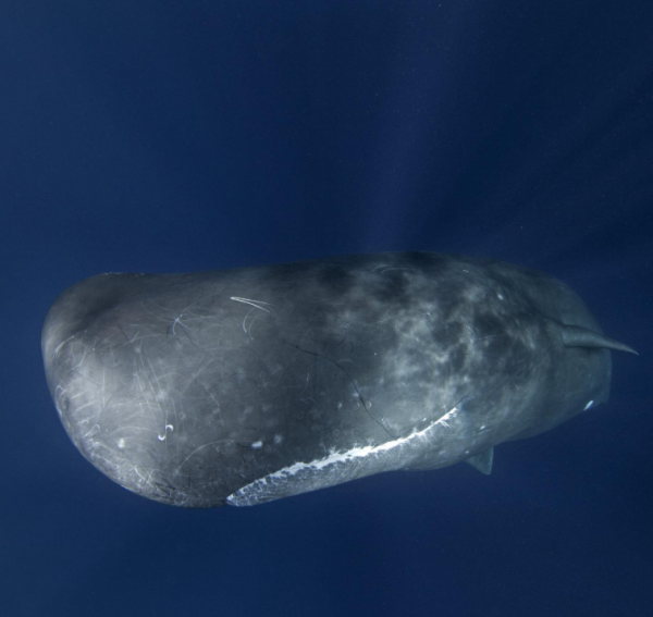c0823e9e056af59bc78179f25c7e1643_1788739448_4958.png
